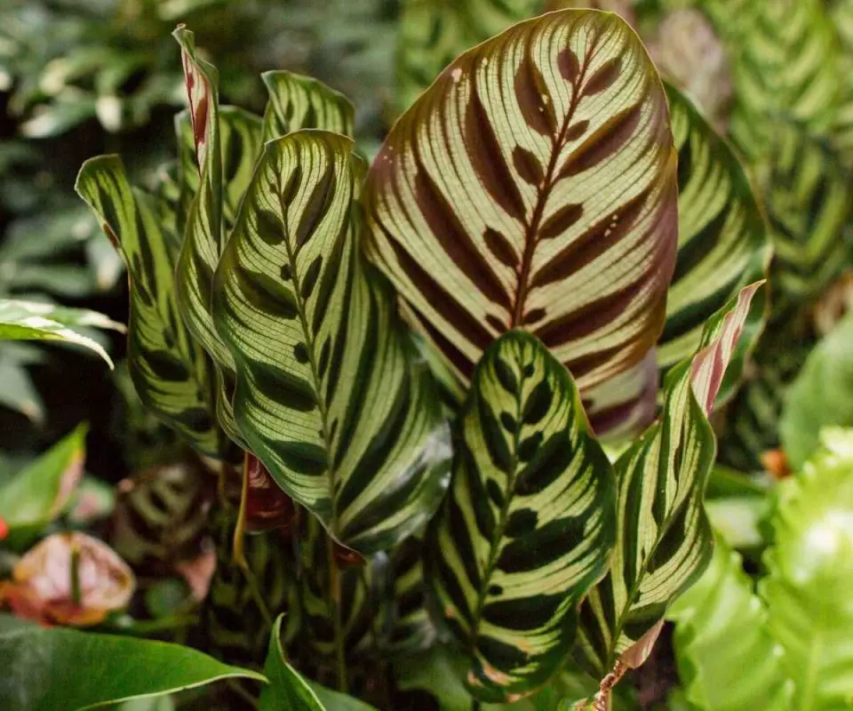 Calathea Makoyana Care Guide and Profile - The Contented Plant