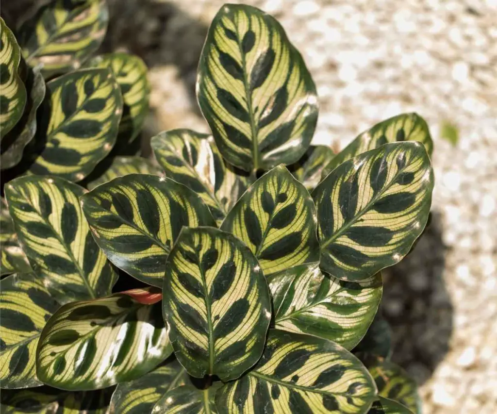 calathea makoyana open