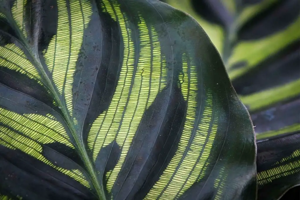 Calathea Peacock plant-leaf