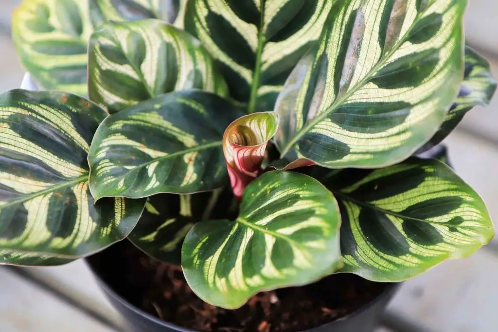 calathea makoyana