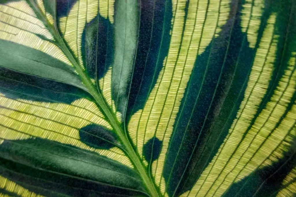 backlit peacock plant leaf