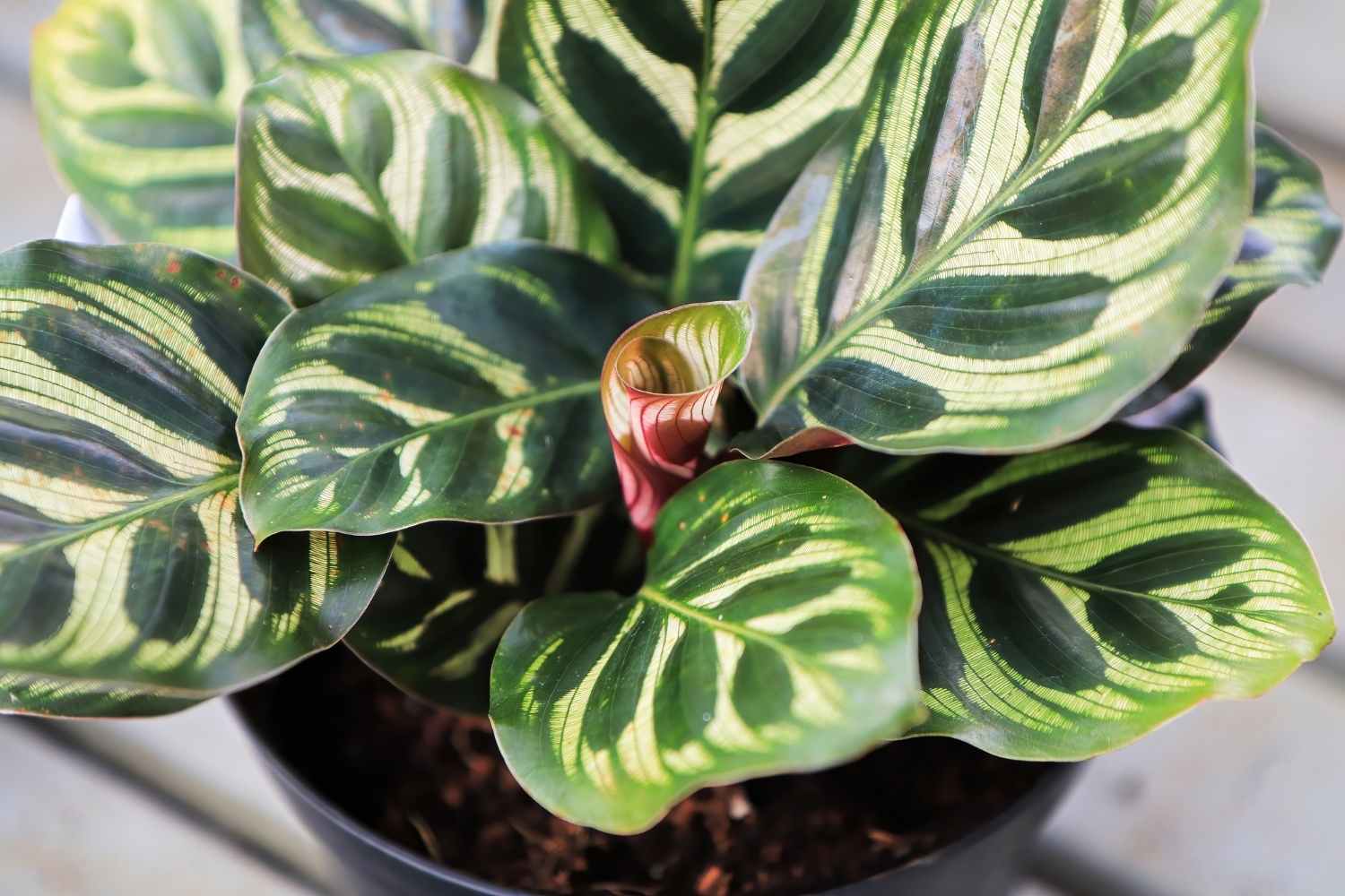 calathea makoyana