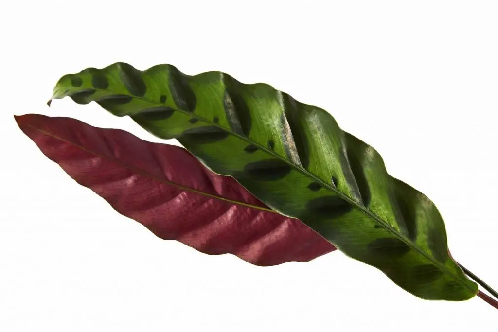 calathea rattlesnake colors