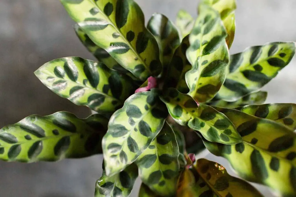 calathea rattlesnake growth pattern