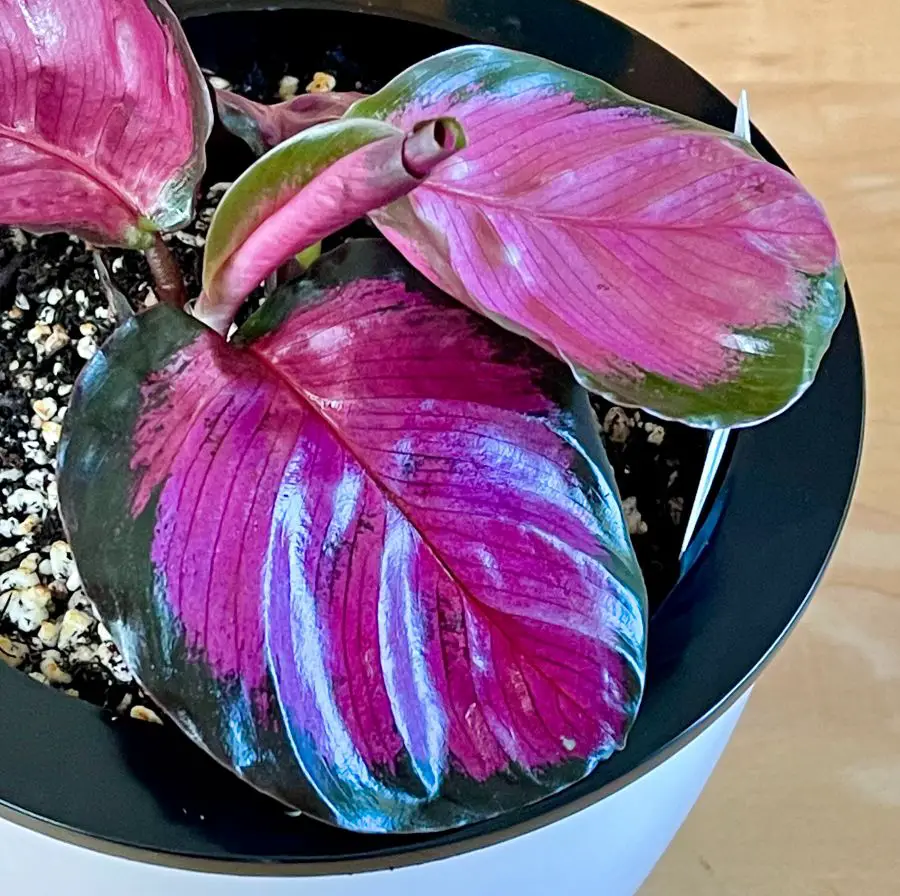 calathea roseoptica rosy