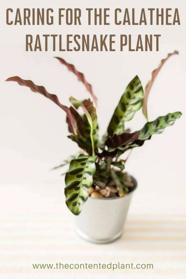 Calathea Rattlesnake Plant Profile and Care Guide - The Contented Plant