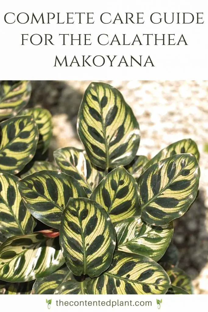 Complete care guide for the calathea makoyana-pin image