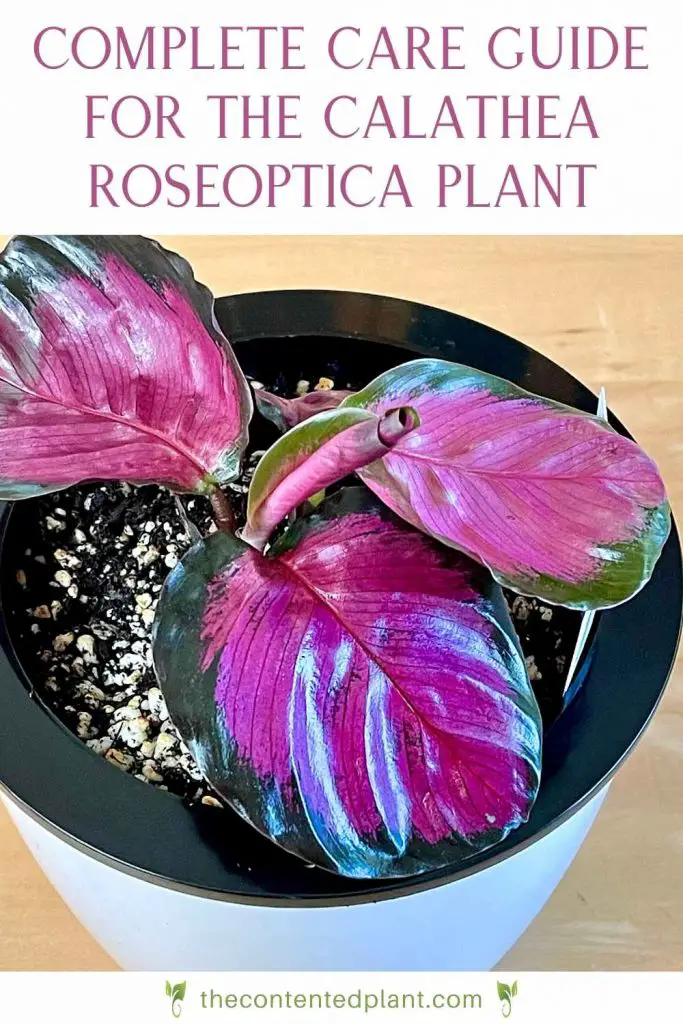 Complete care guide for the calathea roseoptica plant-pin image