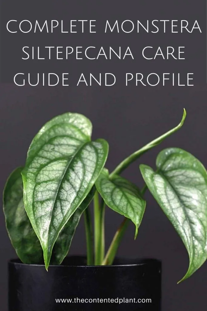 Complete monstera siltepecana care guide and profile-pin image