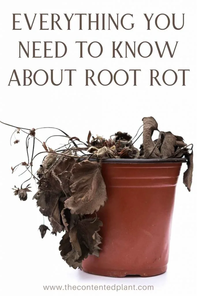 Everything you need to know about root rot-pin image