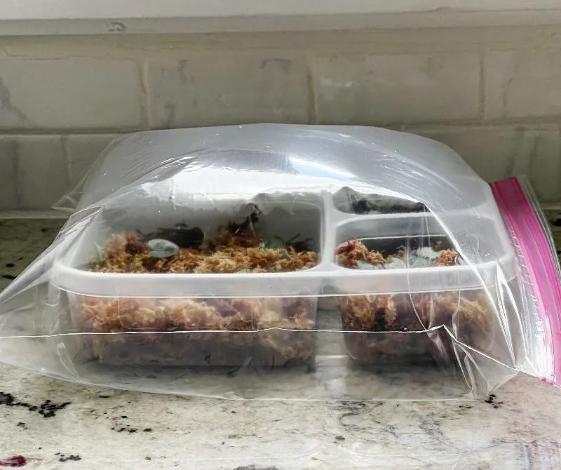 homemade greenhouse with a plastic bag sealed over a seedling tray