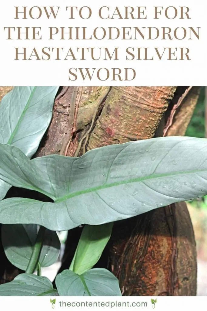 How to care for the philodendron hastatum silver sword-pin image