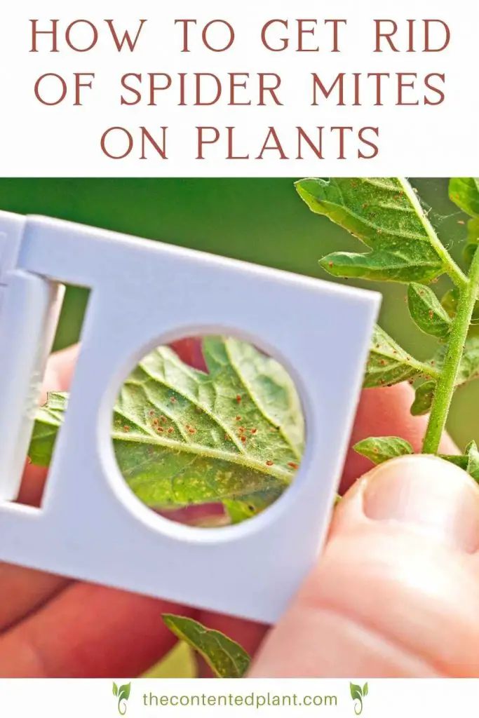 How to get ride of spider mites on plants-pin image