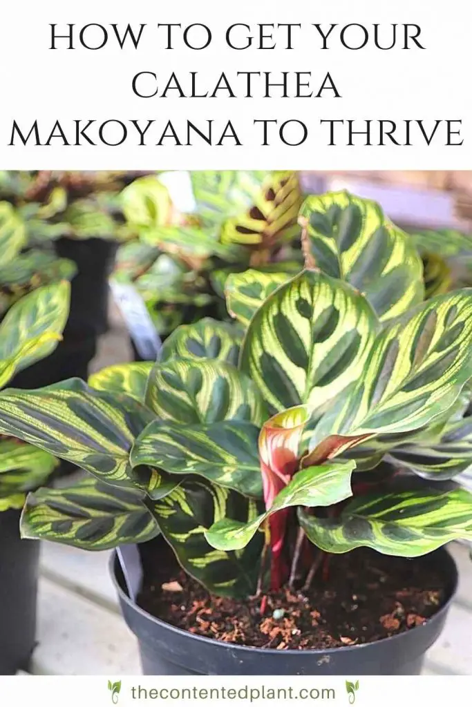 How to get your calathea makoyana to thrive-pin image
