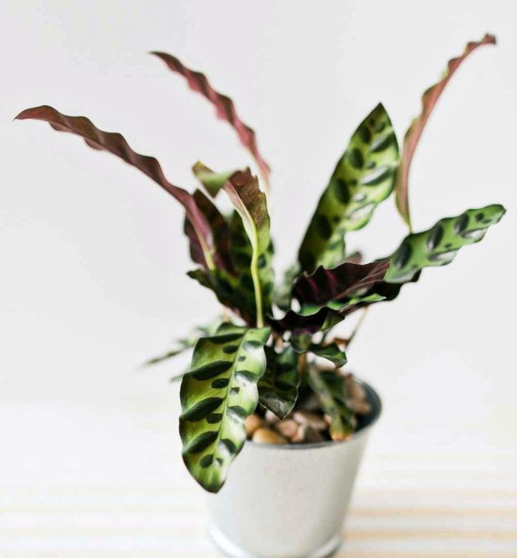 calathea rattlesnake-Goeppertia insignis