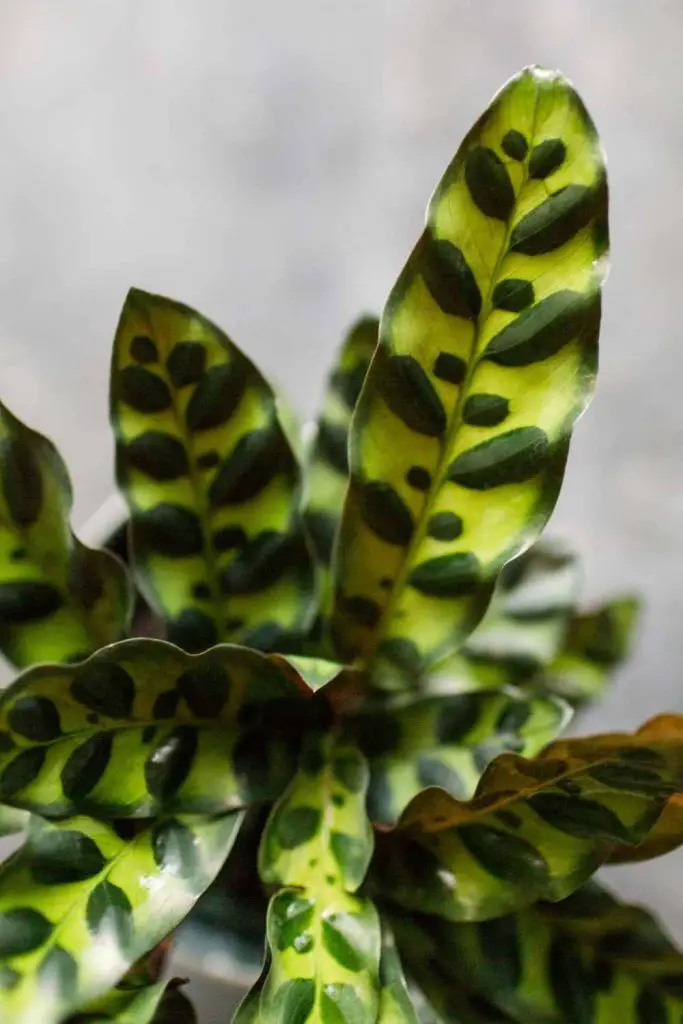 Calathea rattlesnake foliage