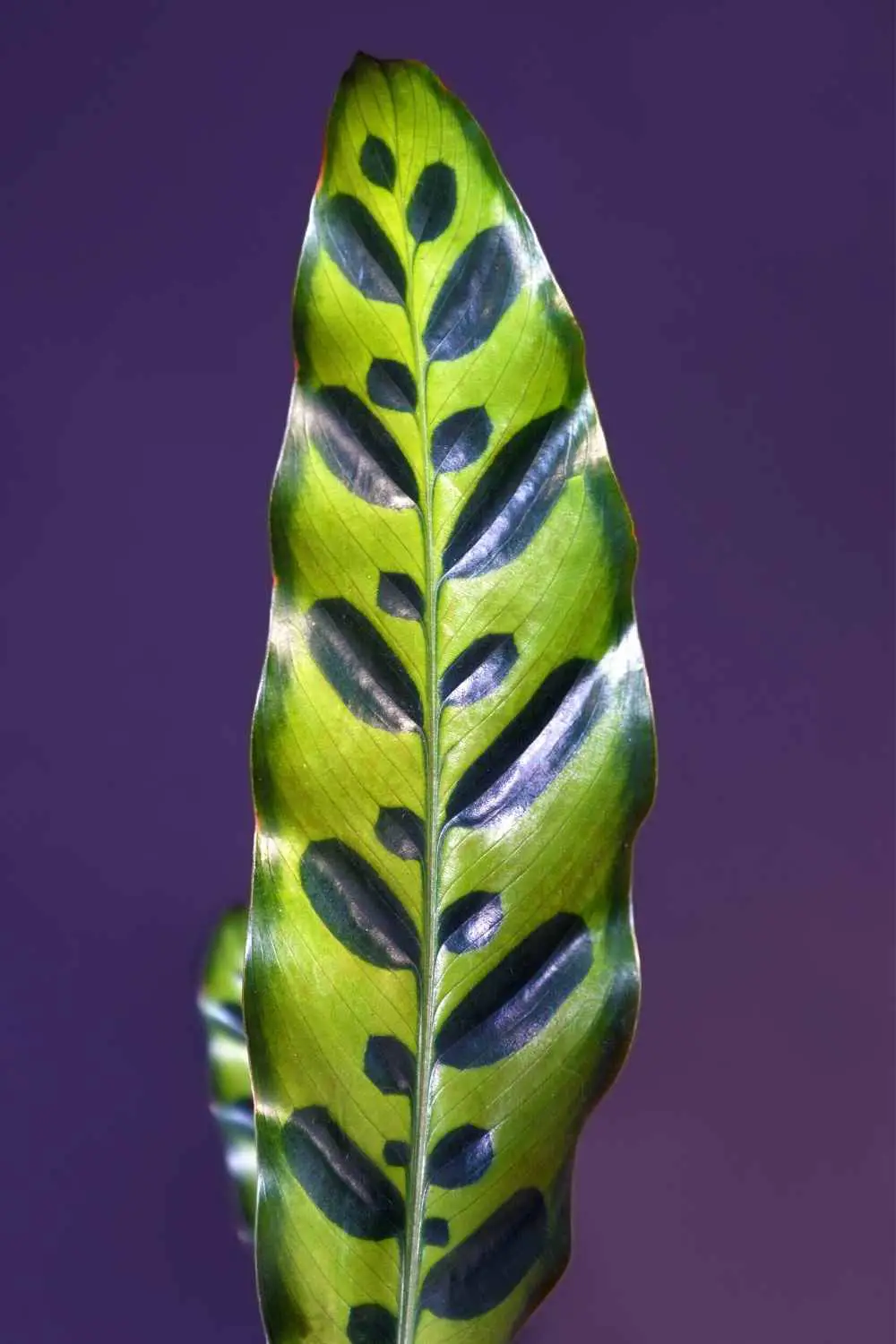 Calathea Rattlesnake leaf detail
