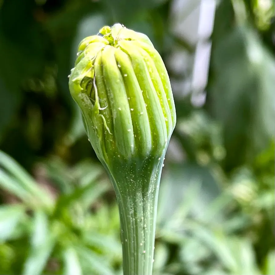 spider mites on marigold flower bud