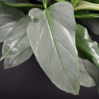 philodendron hastatum leaf