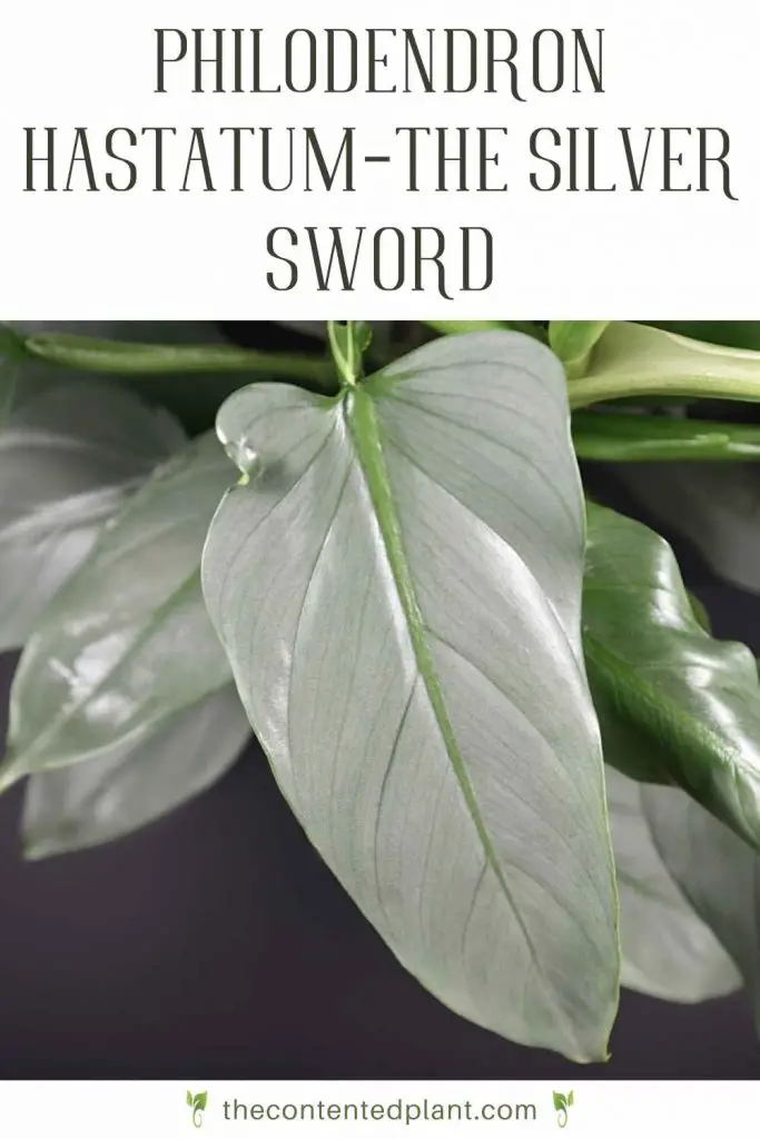 Philodendron hastatum the silver sword-pin image