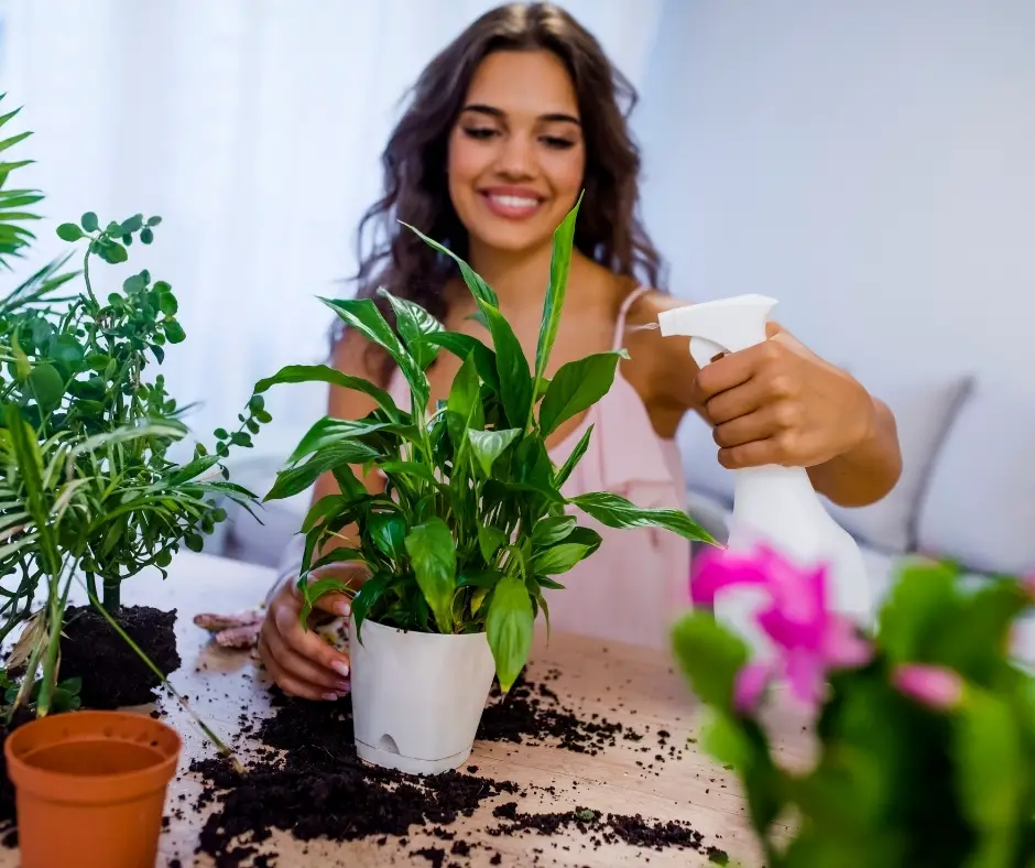 spritzing plant with neem oil