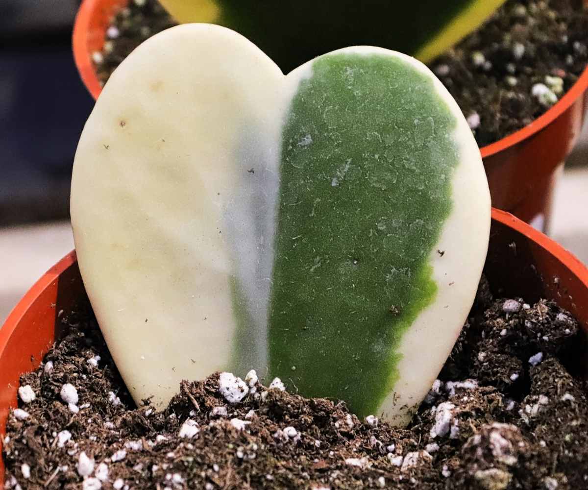 Propagating string of hearts in water