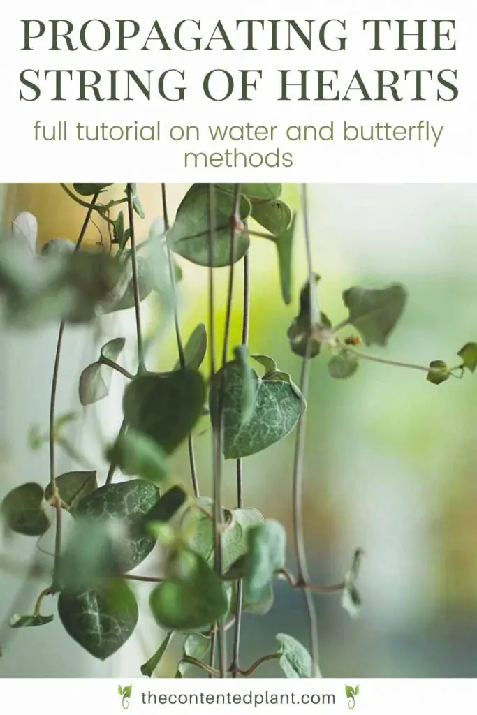 Featured image of post Simple Way to String Of Hearts Propagation Butterfly Method