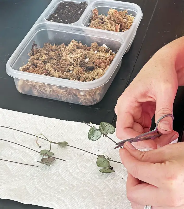 snipping rosary vine for propagation