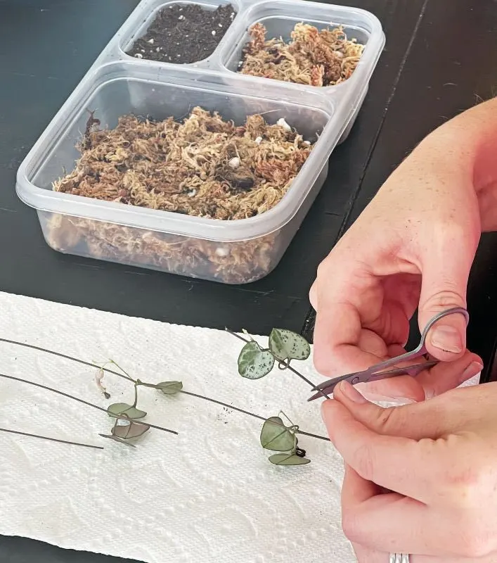 snipping rosary vine for propagation
