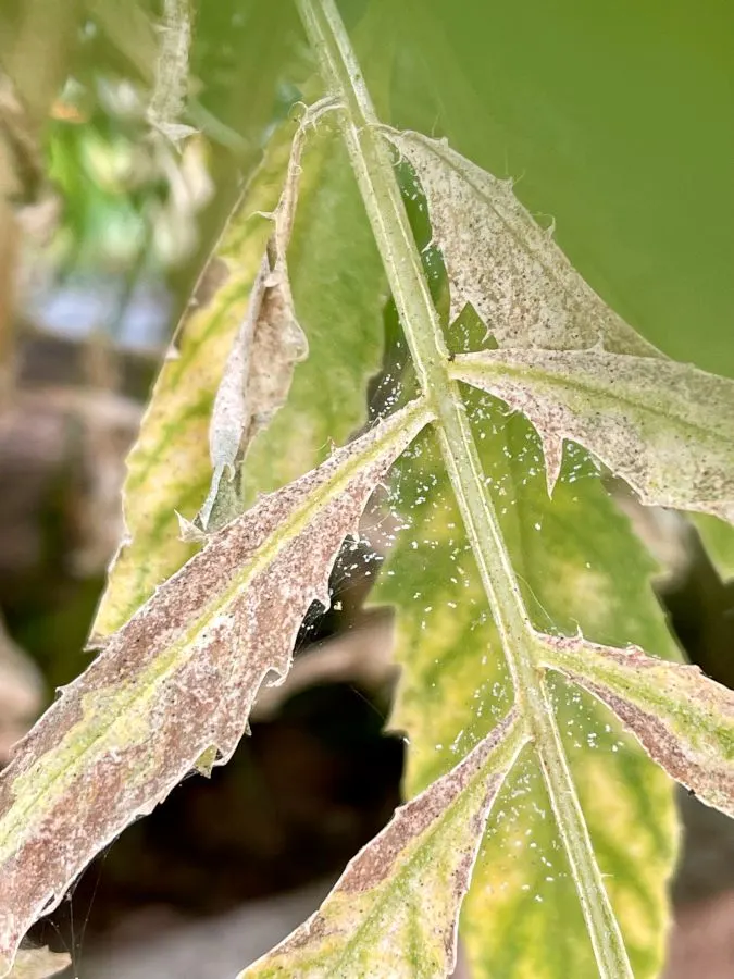 spider mite leaf damage