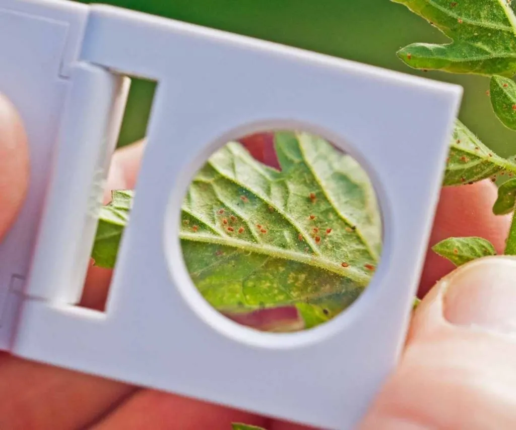 spider mites on leaf back