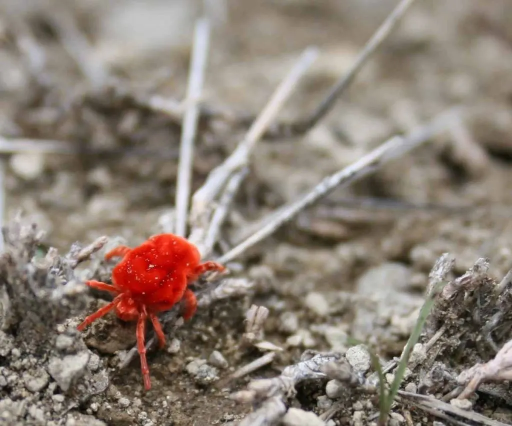 red spider mite