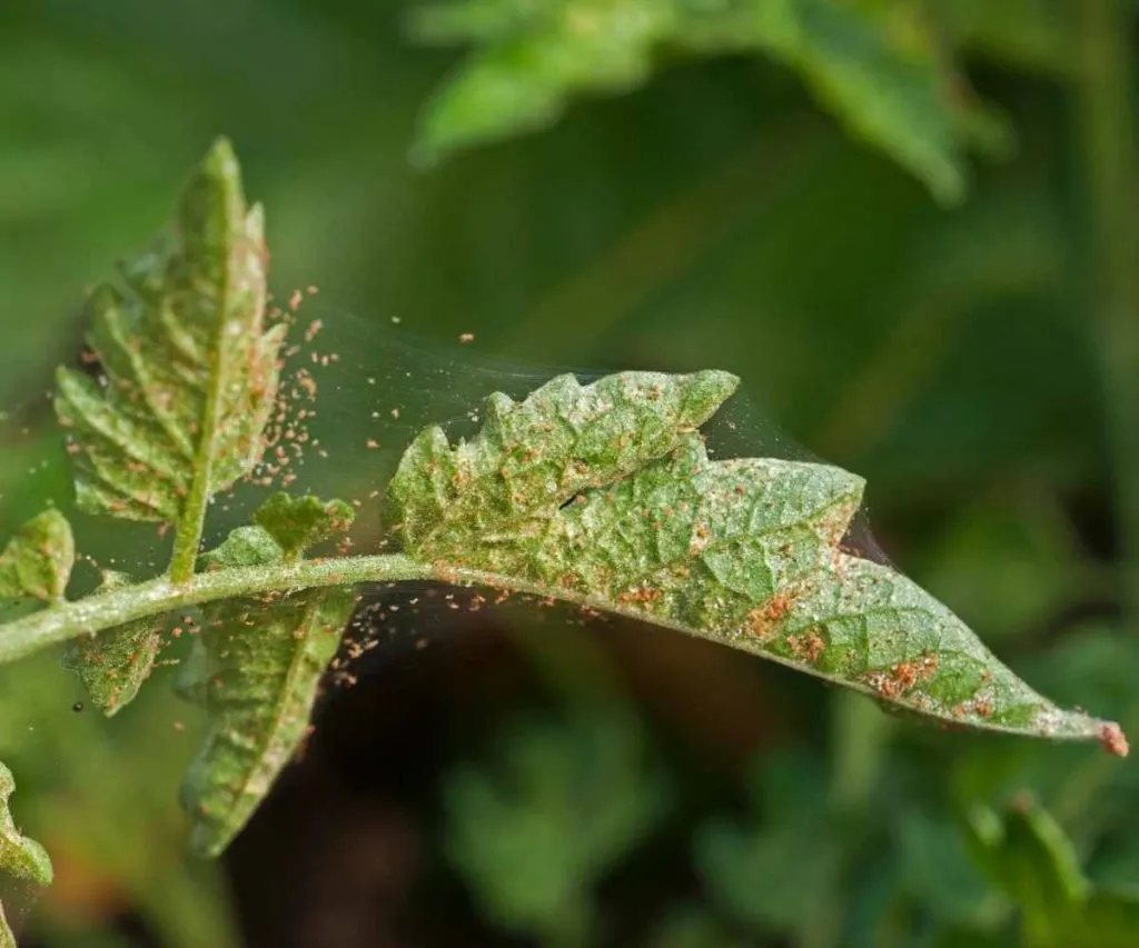 spider mites on leaf