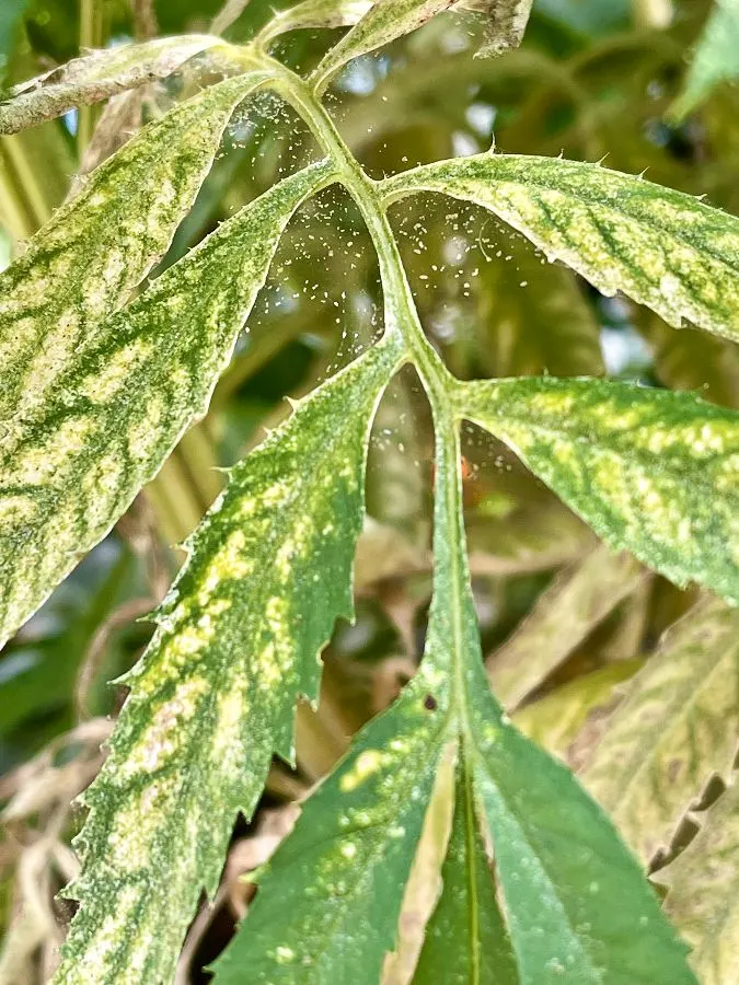 spider mite sunburn