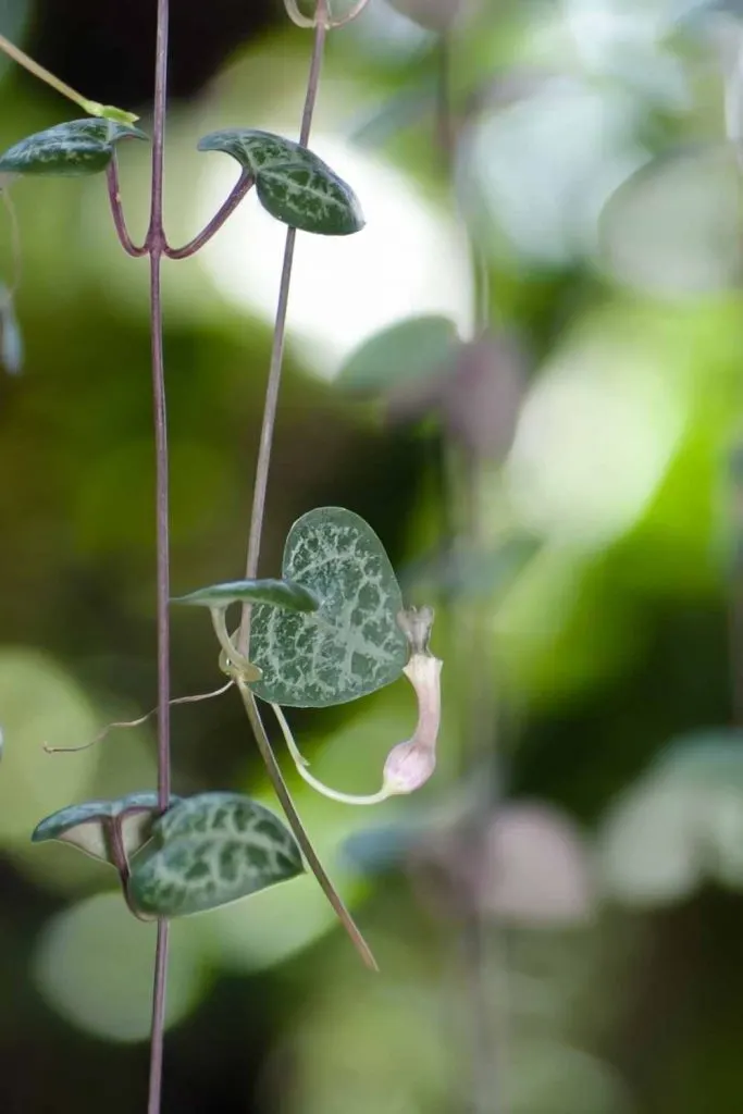 string of heart flower