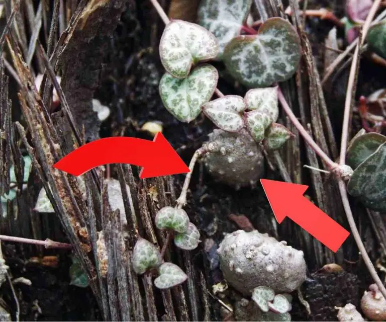 How to Propagate String of Hearts The Contented Plant