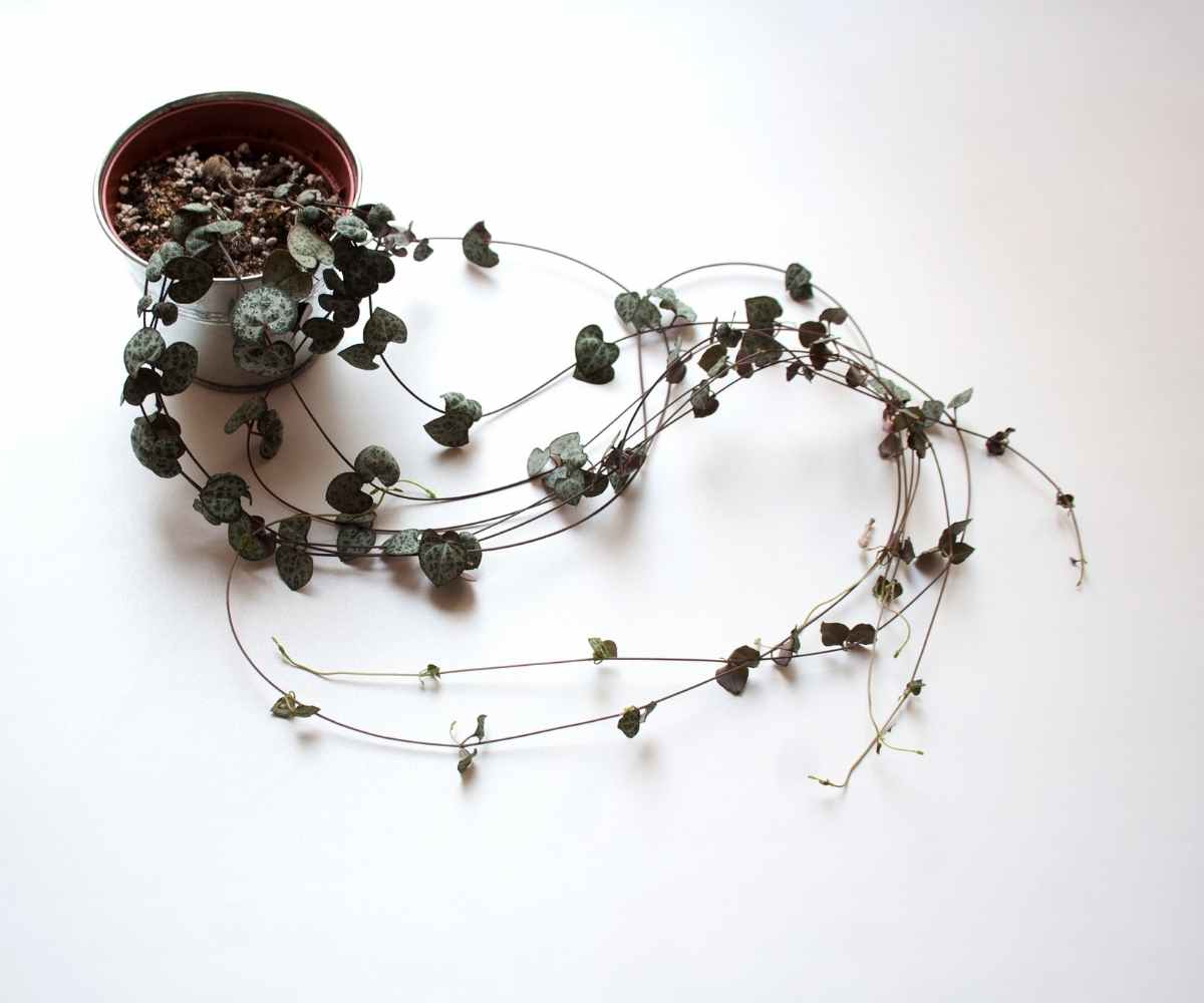 How to Propagate String of Hearts The Contented Plant