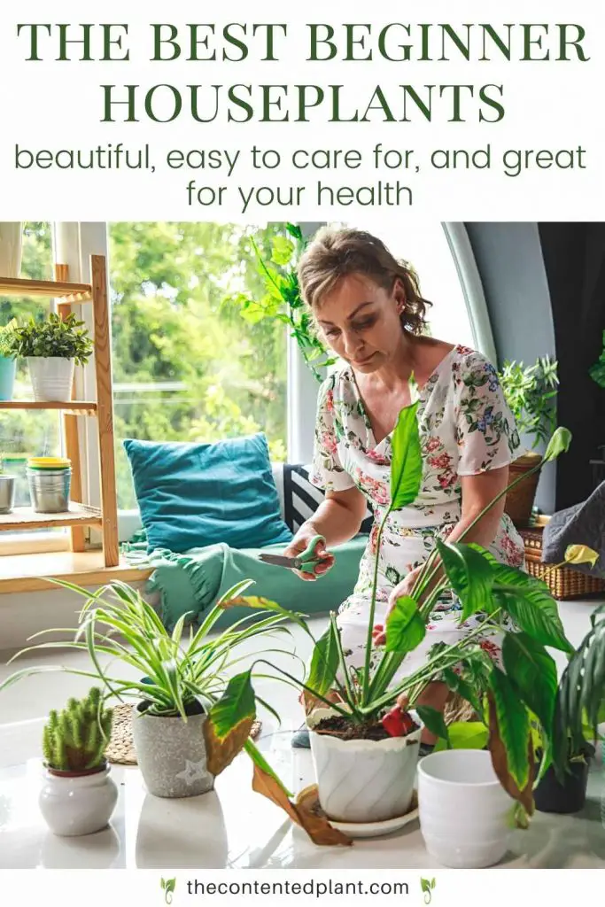 The best beginner houseplants-pin image