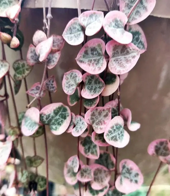 Variegated String of Hearts Vine The Contented Plant