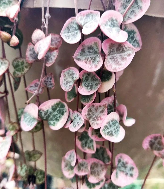 variegated string of hearts