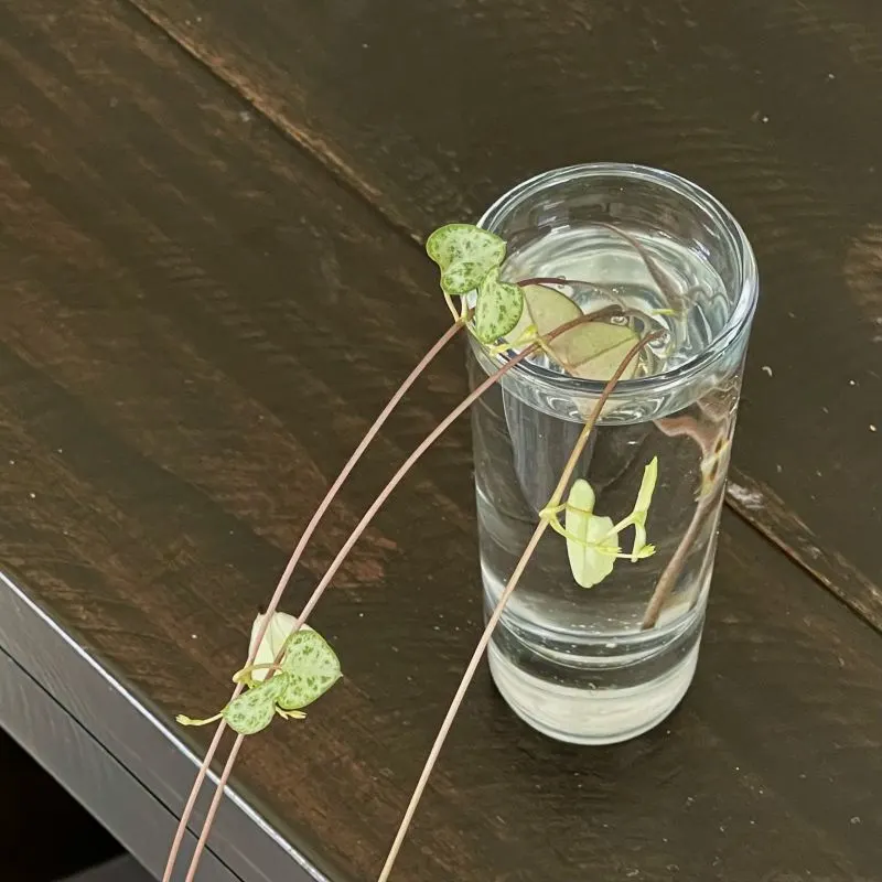 string of hearts-water propagation