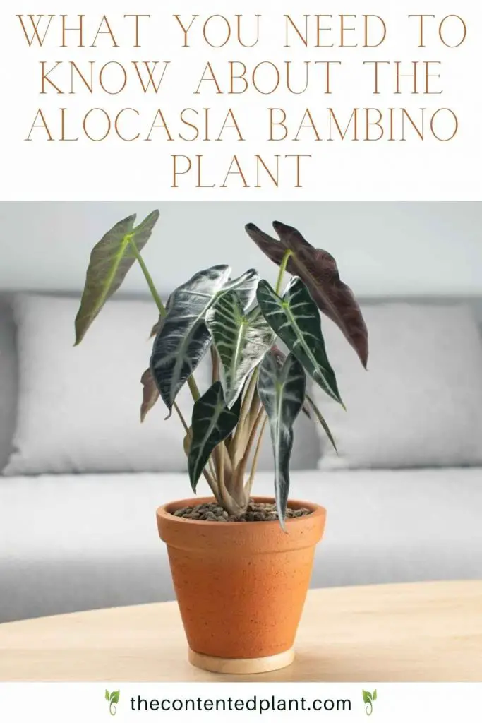 What you need to know about the alocasia bambino plant-pin image