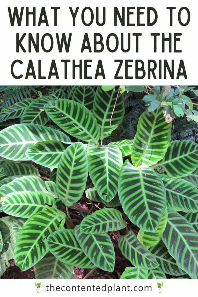 What you need to know about the calathea zebrina-pin image