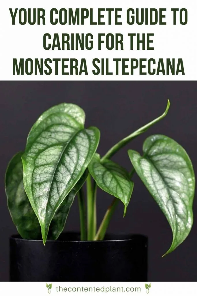 Your complete guide to caring for the monstera siltepecana-pin image