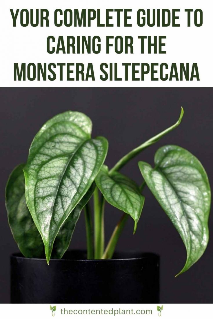 Monstera Peru Plant Care Guide and Profile - The Contented Plant