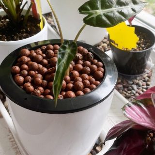 Alocasia bambino planted in leca balls
