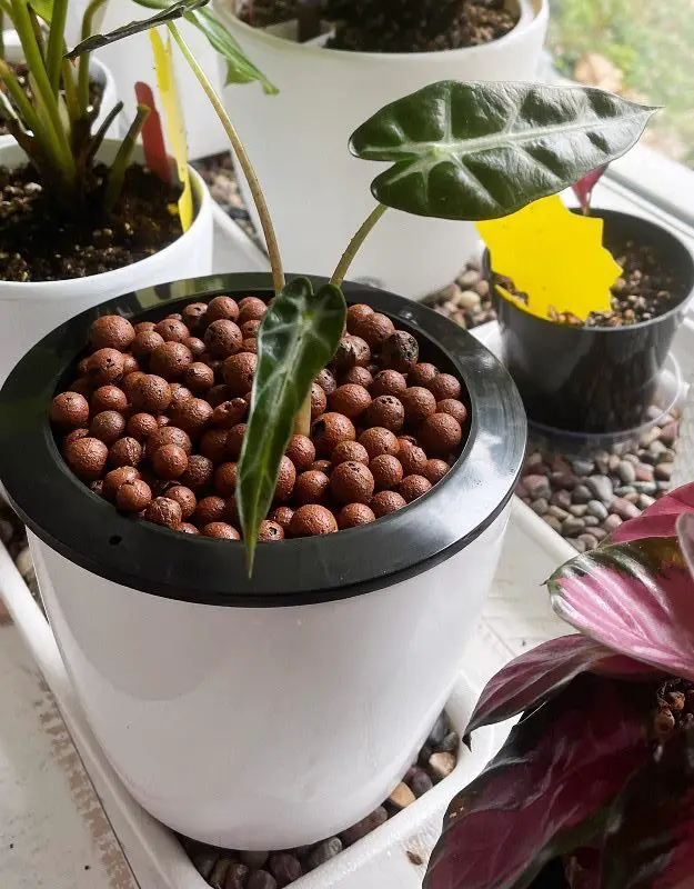 Alocasia bambino planted in leca balls