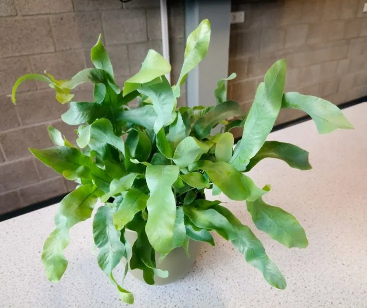 blue star fern plant