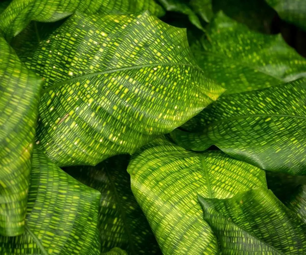 The network plant leaf close up