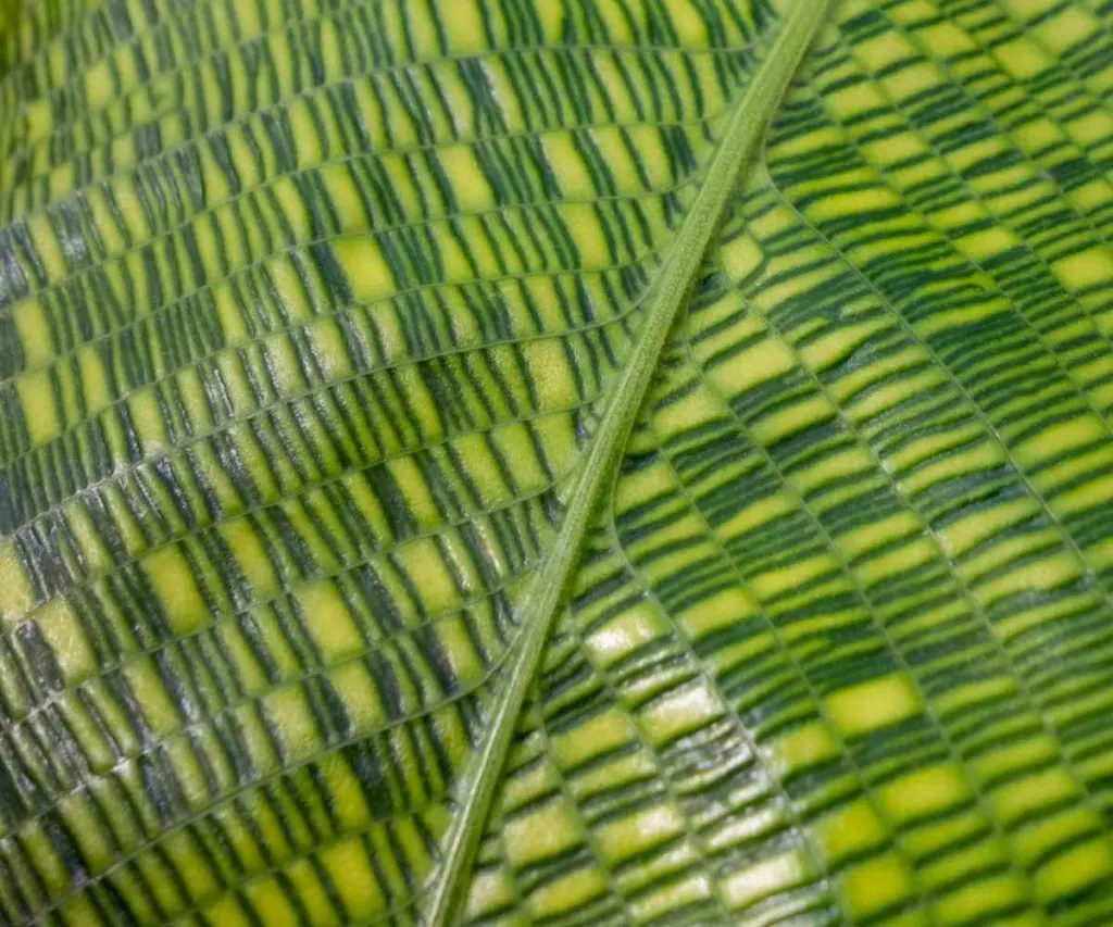 Calathea musaica leaf detail